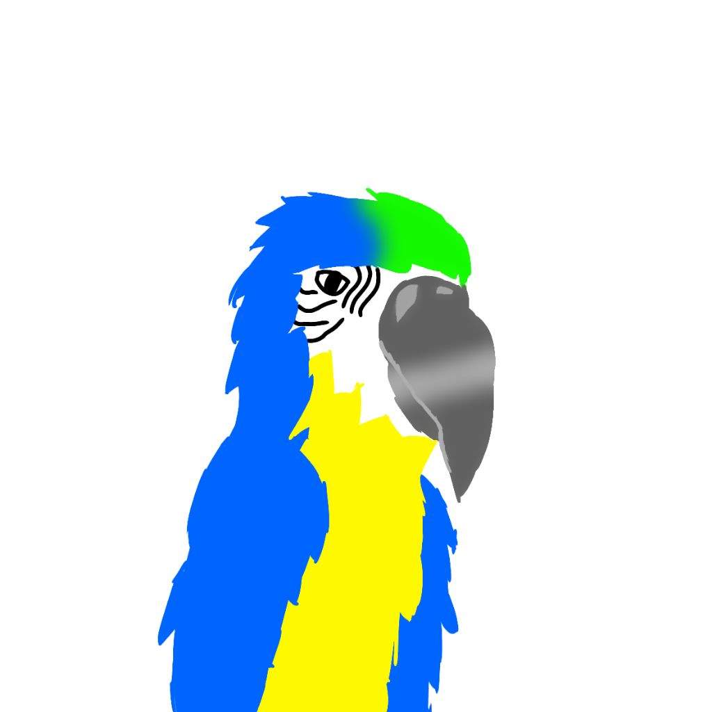 1024x1024 Macaw Drawing Birds Amino Amino