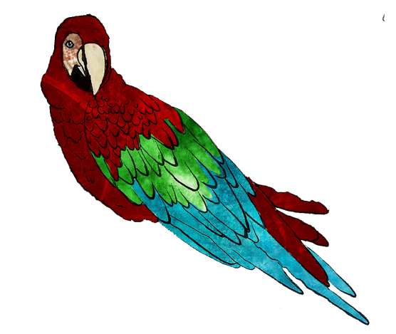556x469 Red And Green Macaw Drawing Clipart
