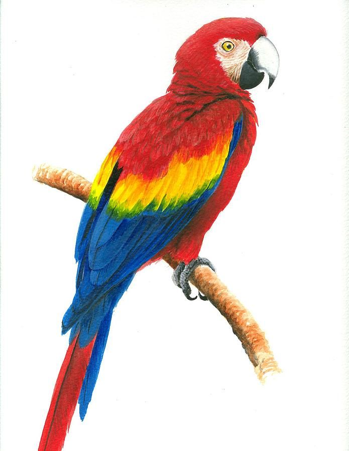 695x900 Scarlet Macaw Painting