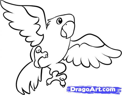 520x405 Step How To Draw A Macaw