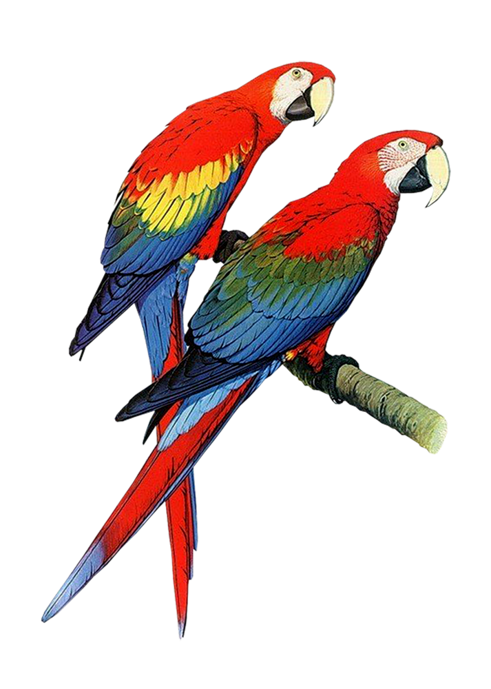 713x1000 Collection Of Free Macaw Drawing Albino Download On Ui Ex