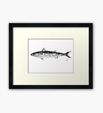 210x230 Mackerel Drawing Framed Prints Redbubble