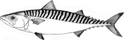 400x129 Atlantic Mackerel