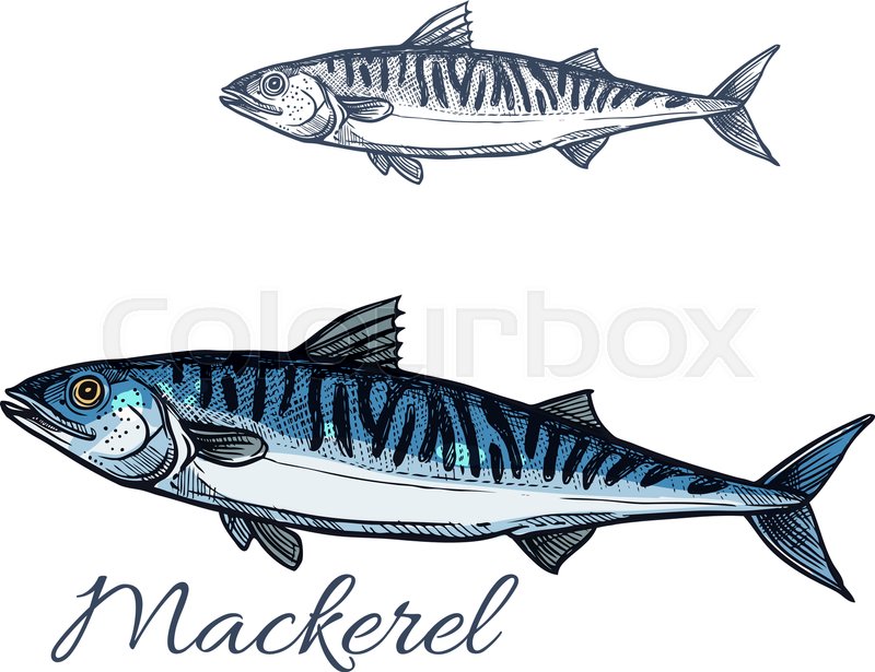 800x615 Mackerel Sea Fish Isolated Sketch Stock Vector Colourbox