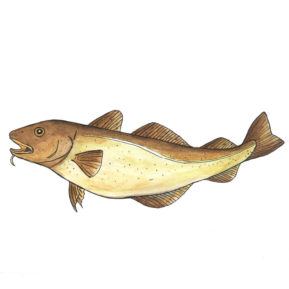 1000x1000 portuguese fish list best fish forward