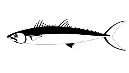 420x240 Search Photos Mackerel