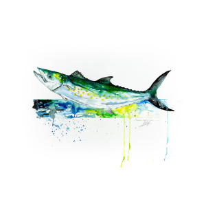 300x300 Spanish Mackerel Painting