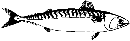 500x161 Handling And Processing Mackerel