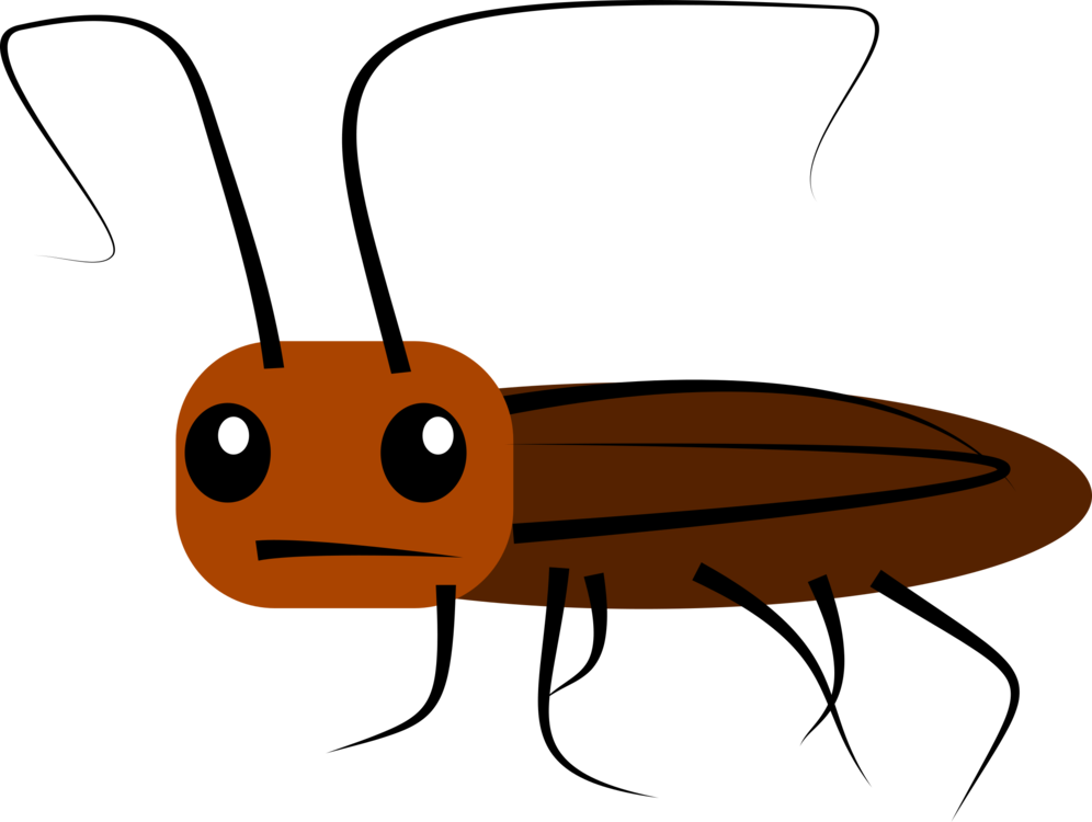 996x750 madagascar hissing cockroach drawing cartoon oriental cockroach