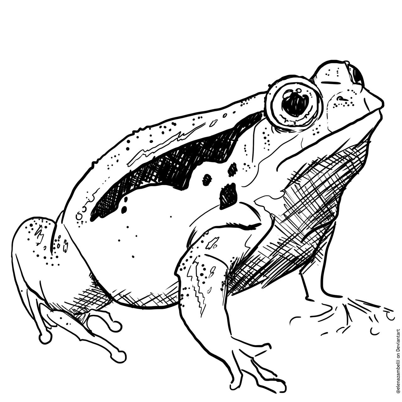 1280x1280 Madagascar Tomato Frog Drawing