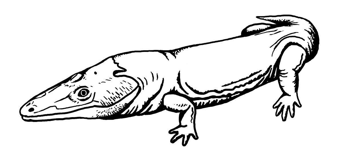 1200x554 Eolydekkerina