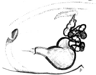 330x257 Sobasina Magna