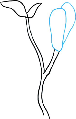 312x484 Download How To Draw Magnolia Flower