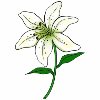 320x320 Hd How To Draw Magnolia Flower