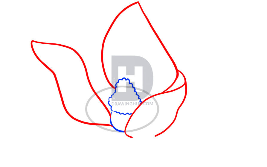 893x558 How To Draw A Magnolia, Step