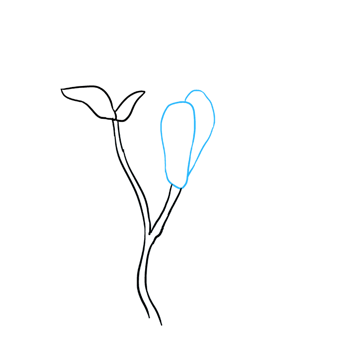 680x678 How To Draw Magnolia Flowers