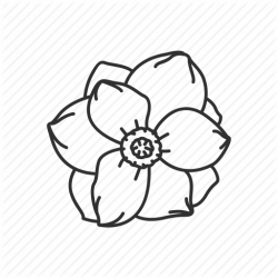 250x250 Louisiana Drawing Magnolia, Picture