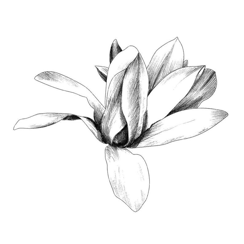 794x794 Magnolia Etsy