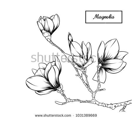 450x404 Magnolia Flowers Drawing Vector, Illustration And Clip Art