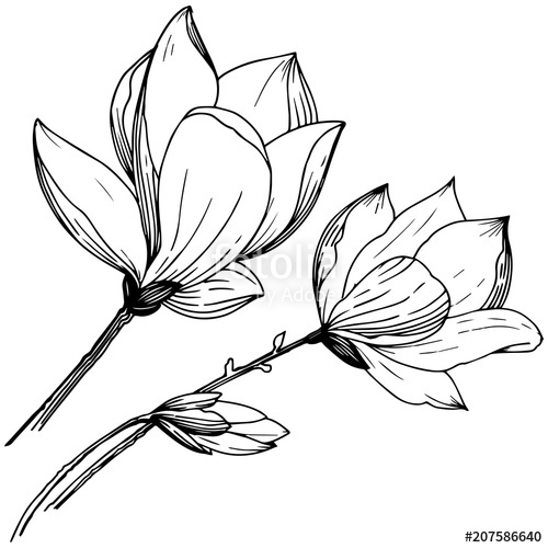 500x500 Magnolia In A Vector Style Isolated Full Name Of The Plant