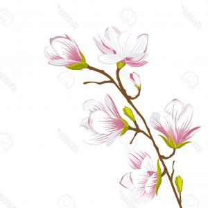 300x300 Wreath Magnolia Flower Drawing And Sketch With Vector Soidergi