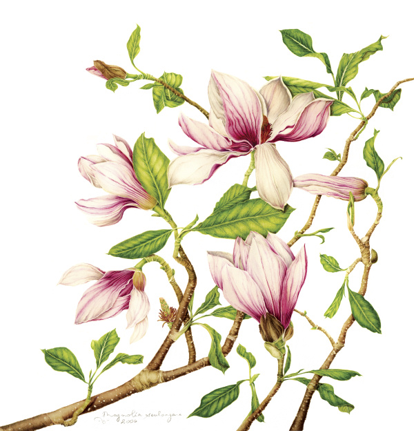 600x624 Botanix Magnolia Soulangeana