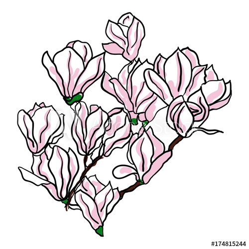 500x500 Branch Of Magnolia Flower On White Background