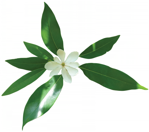 480x426 Louisiana Drawing Magnolia Transparent Png Clipart Free Download