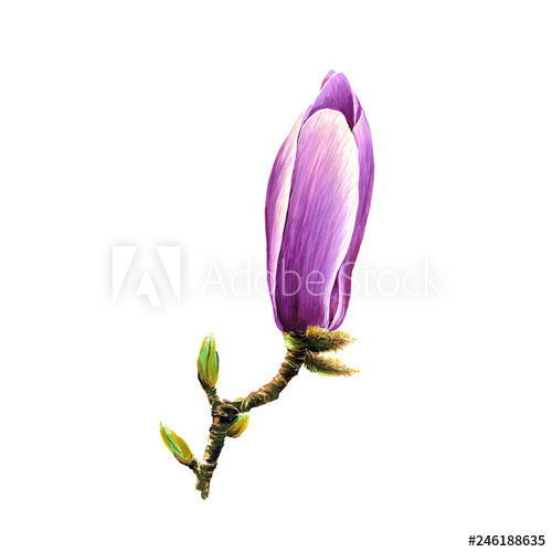 500x500 Magnolia Bud Drawing Flower