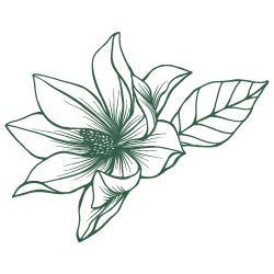 250x250 Magnolia Flower Download Free Clipart With A Transparent Background