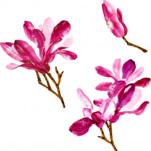 300x300 Stock Image Magnolia Flower Drawing Illustration Black And White