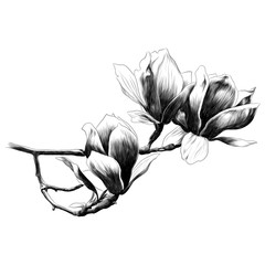 240x240 Three Magnolia Flower Sketch Vector Graphics Monochrome Drawing
