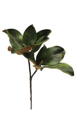 267x400 Cfd Catalog Gt Plantsgreenery Gt Magnolia Foliage