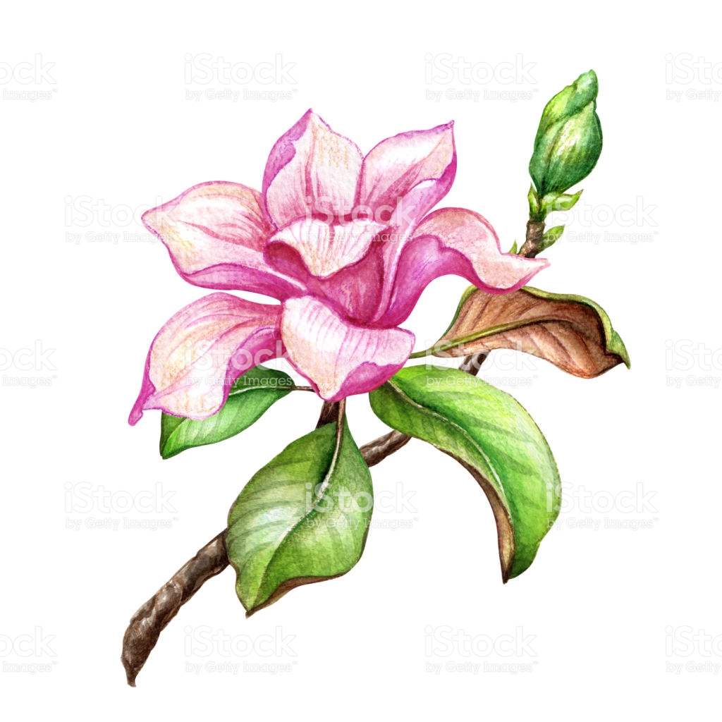 1024x1024 Louisiana Drawing Magnolia Transparent Png Clipart Free Download