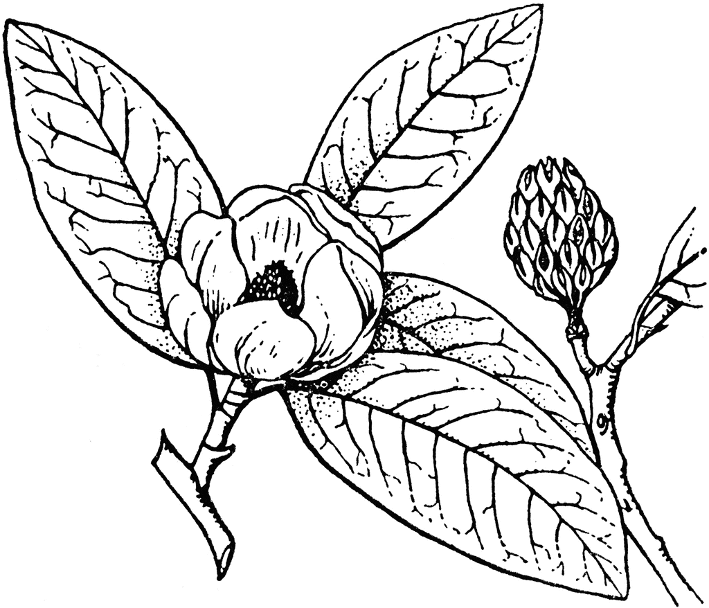 1024x878 Magnolia Clipart Etc