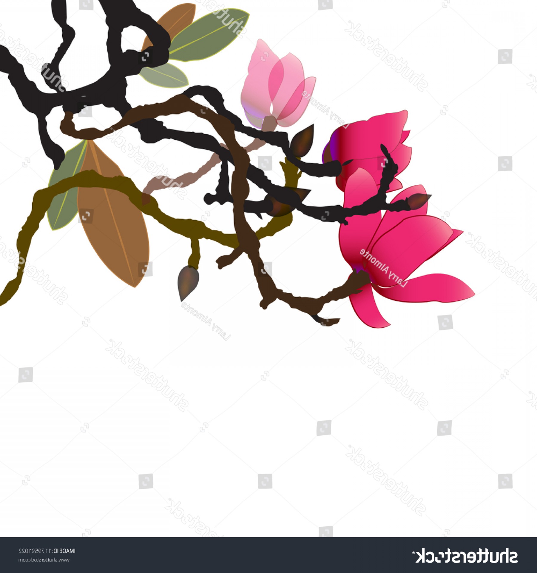 1800x1920 Magnolia Branch Vector Soidergi