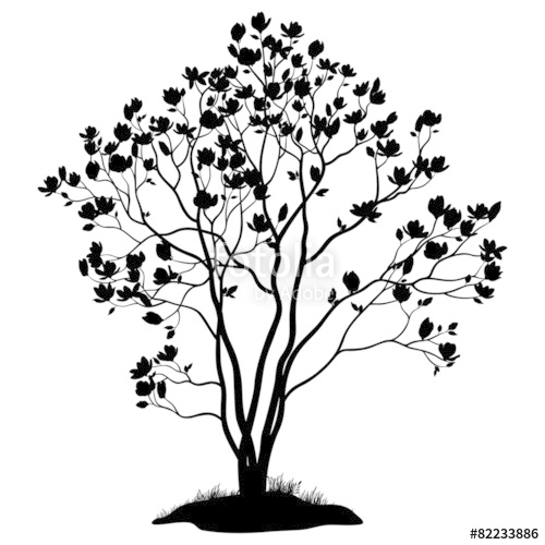 500x500 Magnolia Tree With Flowers And Grass Silhouette Stock Image