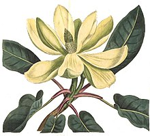 220x199 Magnolia Fraseri