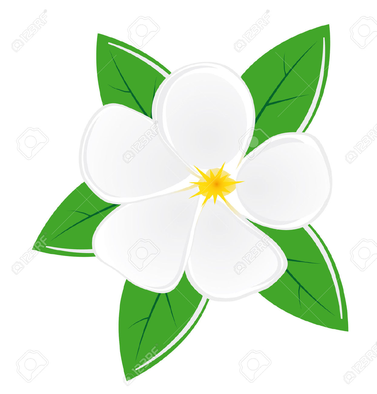 1245x1300 Magnolia Leaves Clipart