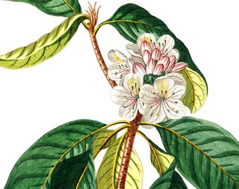 340x270 Rhododendron Drawing Etsy