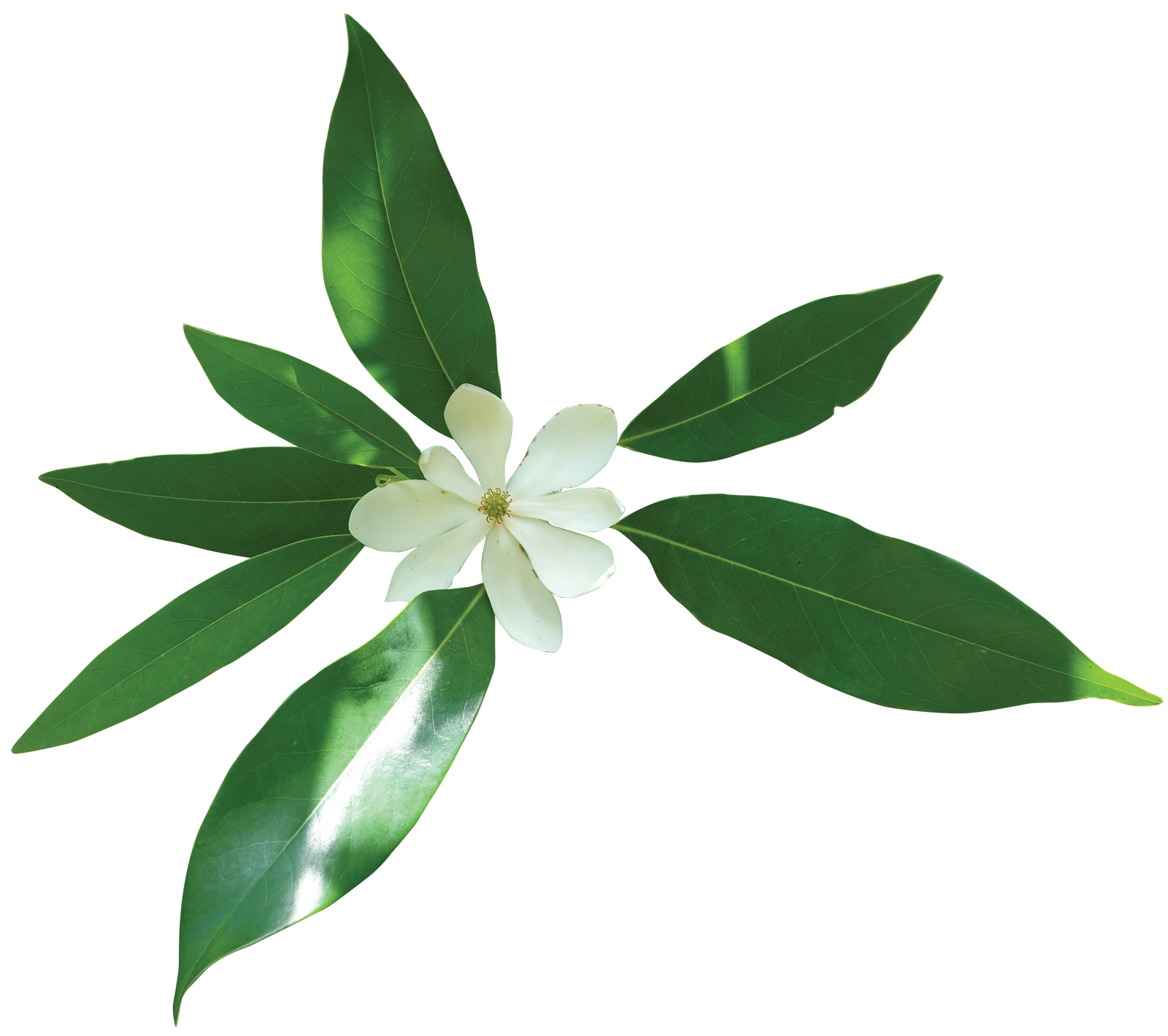 1600x1419 Sweetbay Magnolia Friends Of The Louisiana State Arboretum