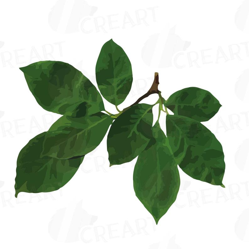 794x794 Watercolor Pink Magnolia Flower And Leaf Clip Art Pack Etsy