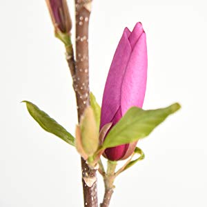 300x300 Perfect Plants Jane Magnolia Live Plant Gallon