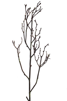 267x400 Cfd Catalog Gt Flowers A M Gt Magnolia