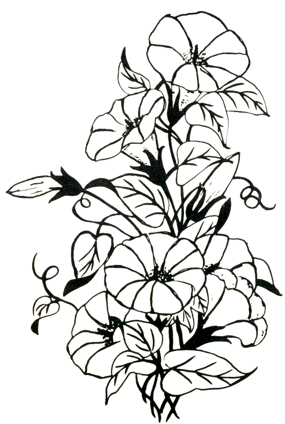 576x855 Dogwood Tree Drawing Gallery Images
