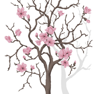 320x320 Magnolia Tree