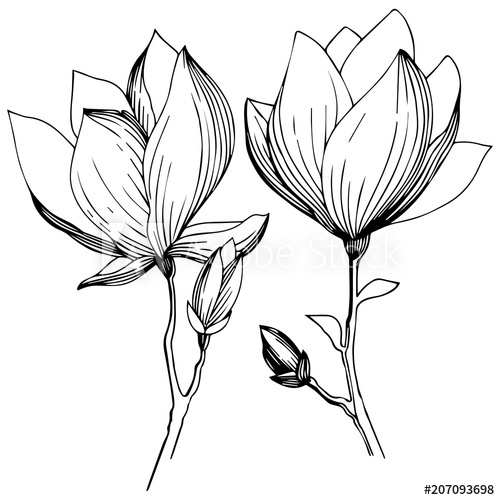 500x500 Magnolia In A Vector Style Isolated Full Name Of The Plant