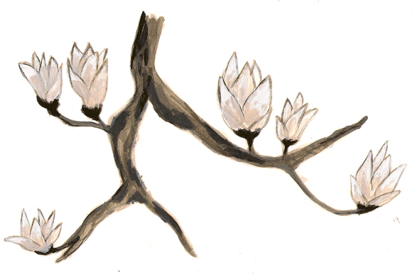 587x387 Magnolia On Pantone Canvas Gallery