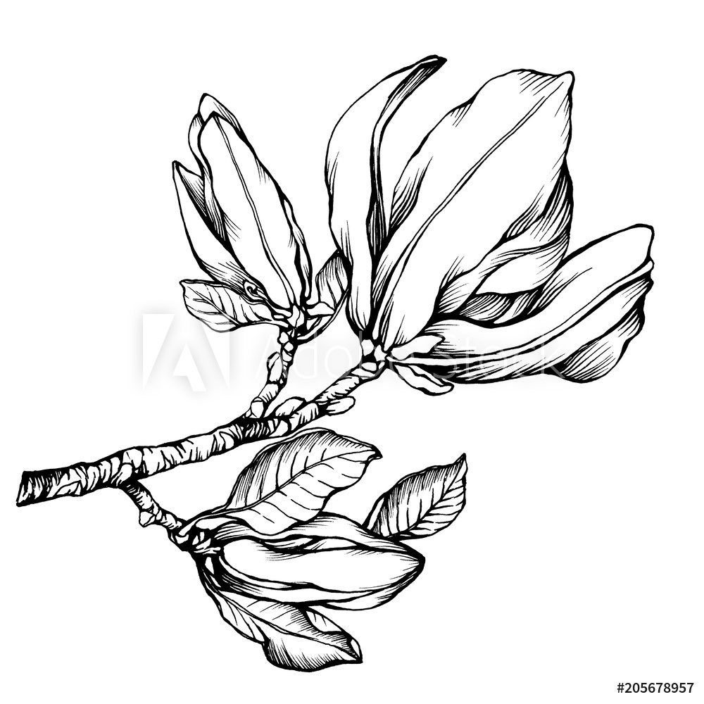 1000x1000 photo art print flower mulan magnolia