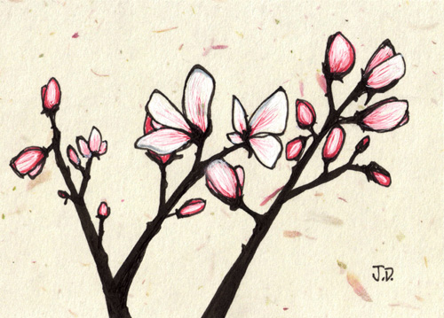 500x359 spring magnolias series of new ink drawings art musings